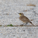 A horned lark on a defunct airport runway in NYC.